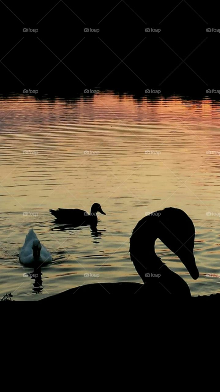 Goose silhoette in the reflections of the sunset at the lake.