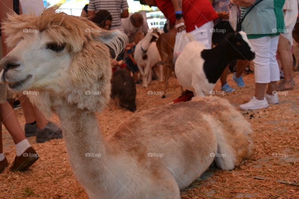 Petting zoo 