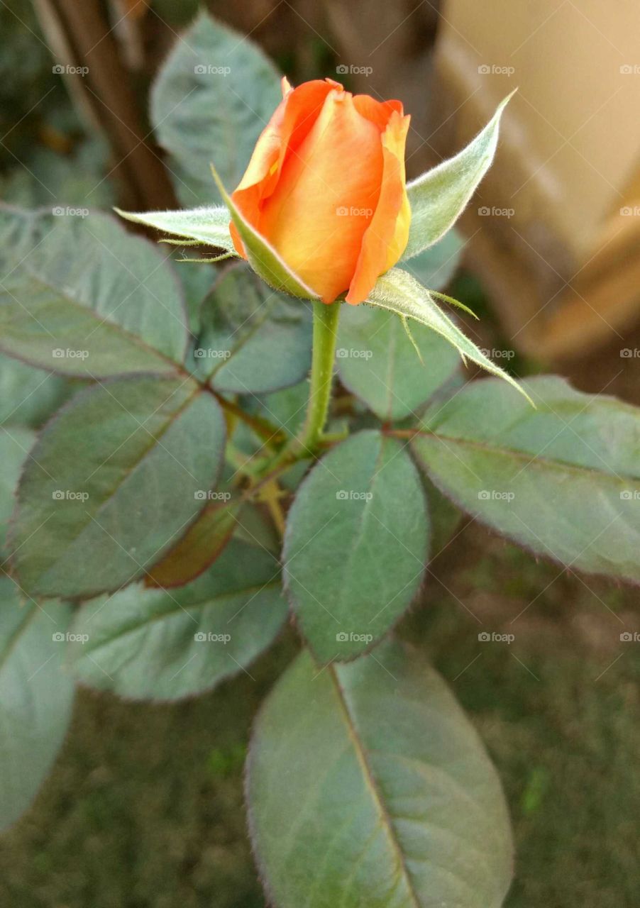 A big Hello! to all Foapers