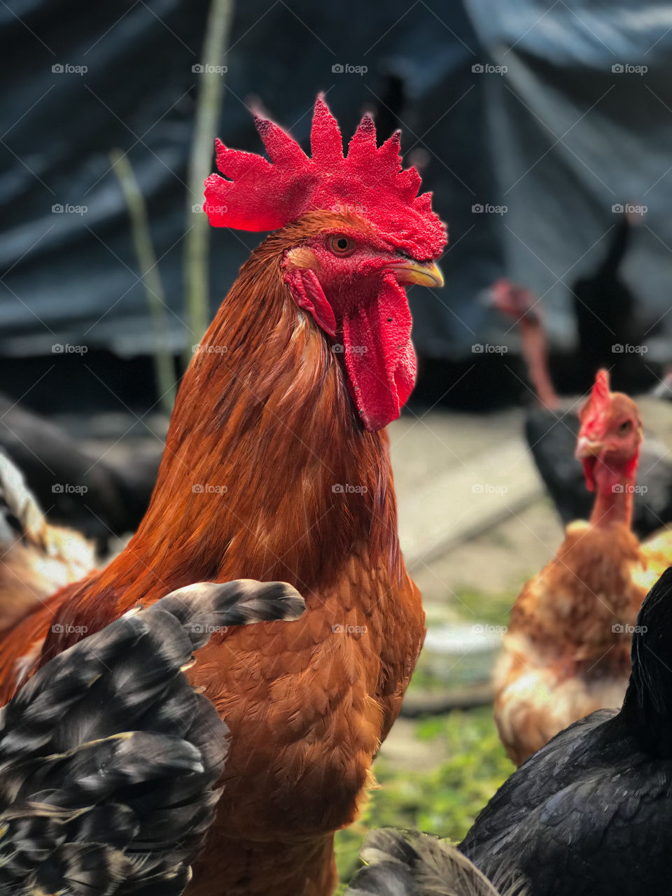 Here in the Tibá village in Cumuruxatiba Bahia Brasil, we raise many animals, but chickens are what we have the most.  this is the rooster who owns the henhouse