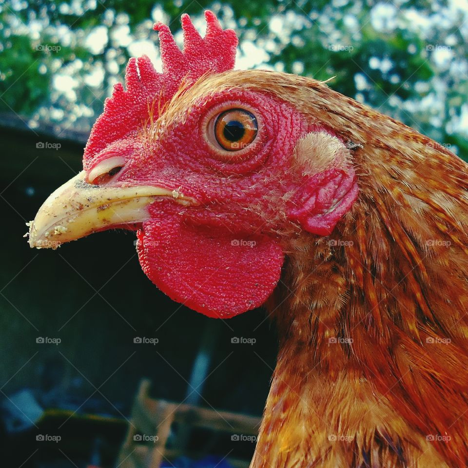 Red chicken