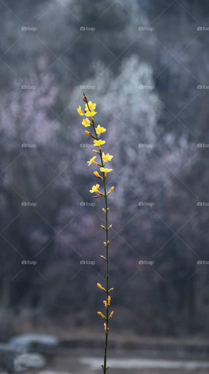 Spring Yellow Flower Plant Beijing