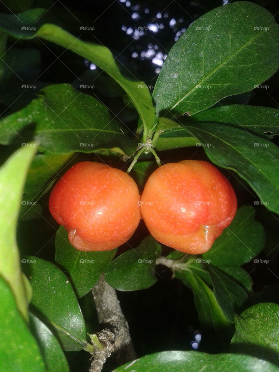 dominican cherry