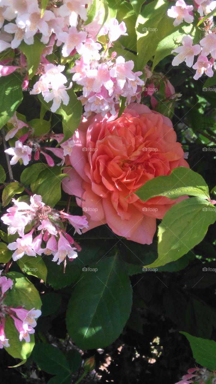 Lafarge Park garden, early summer 2016... all the different scents were heavenly