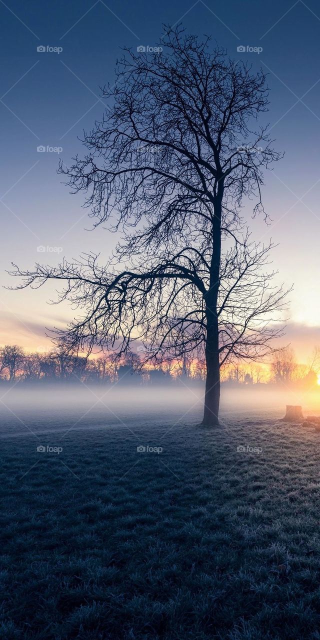 A lonely tree in the fog
