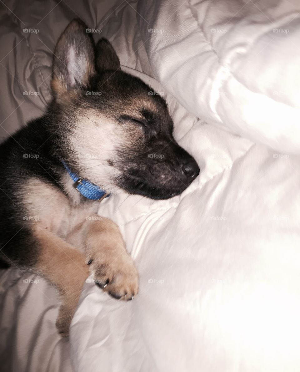 German Shepard puppy sleeping. We are emergency fostering this cute pup. He is all tired now. 