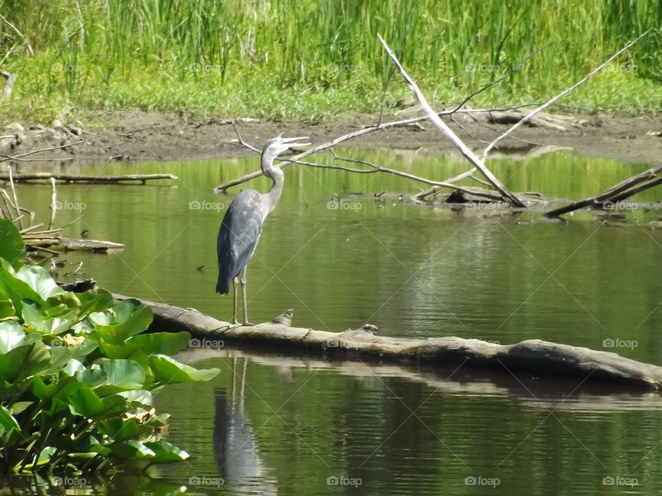 Grey Heron