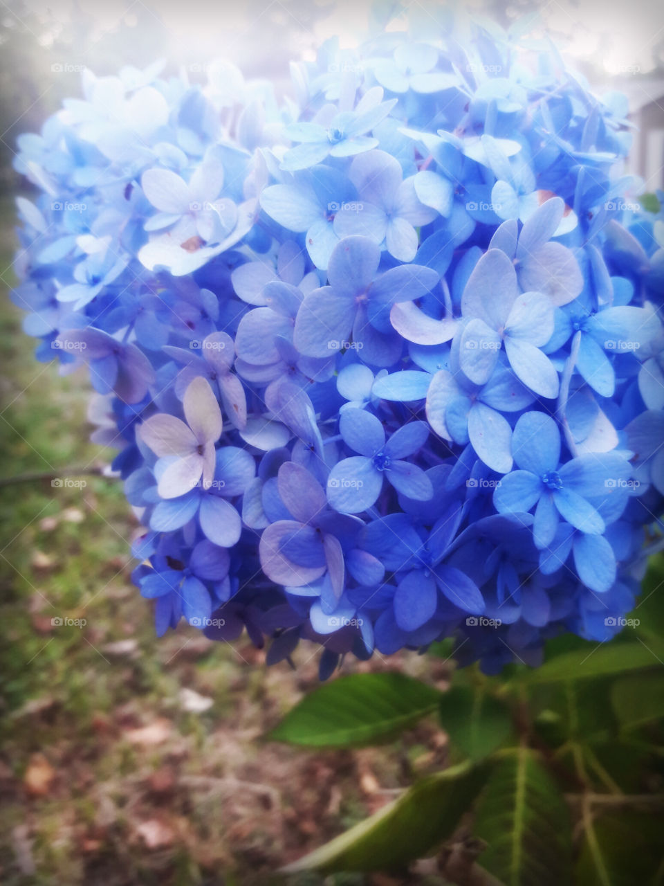 soft blue petals