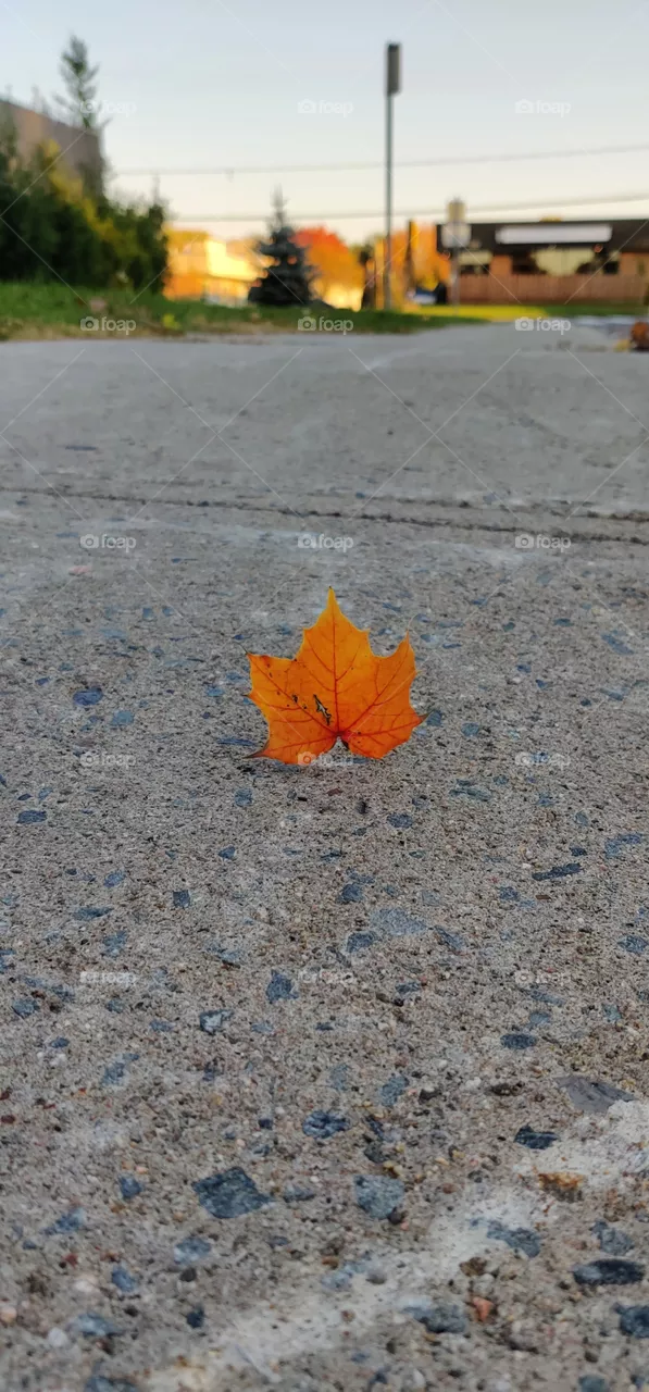Autumn in the city.