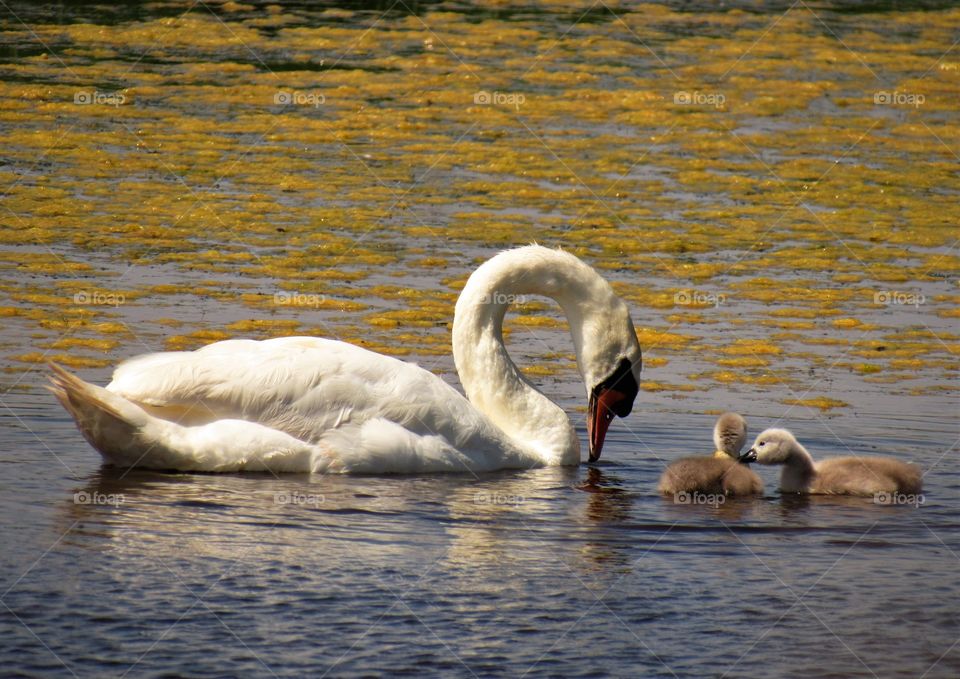 swan family