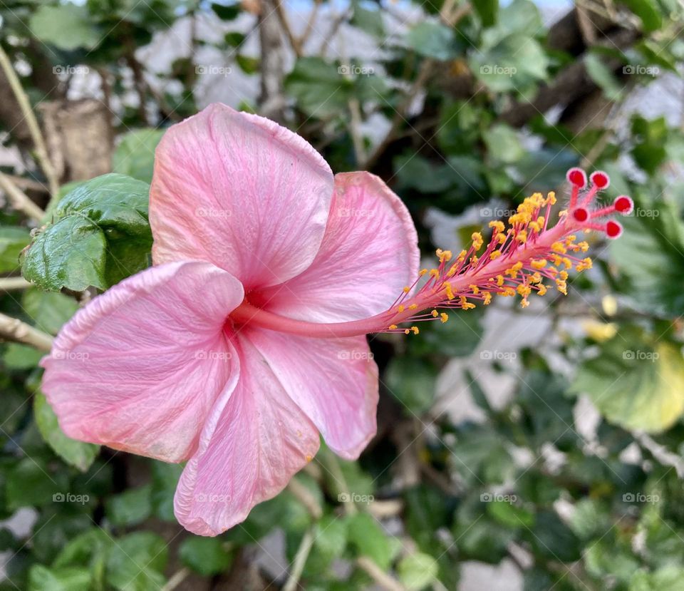 🌹 🇺🇸 Very beautiful flowers to brighten our day.  Live nature and its beauty. Did you like the delicate petals? / 🇧🇷 Flores muito bonitas para alegrar nosso dia. Viva a natureza e sua beleza. Gostaram das pétalas delicadas? 