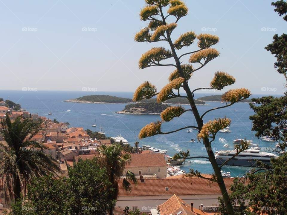 Hvar Jelsa from croatia