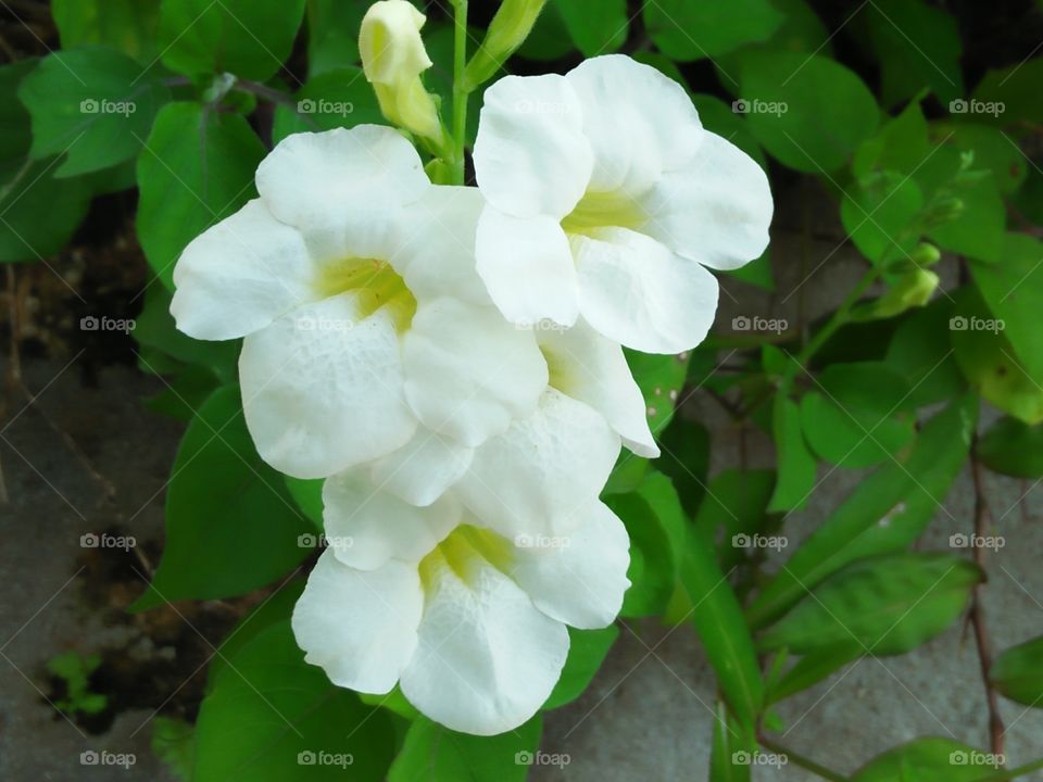 Sri Lankan Flowers