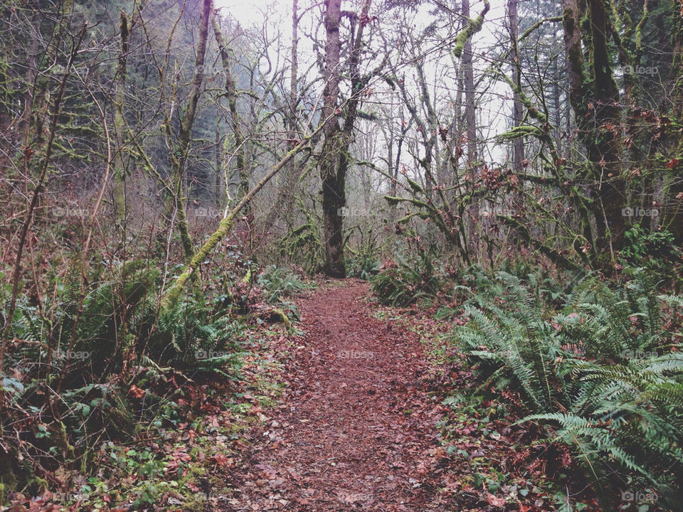 Trail Leading through the Forrest