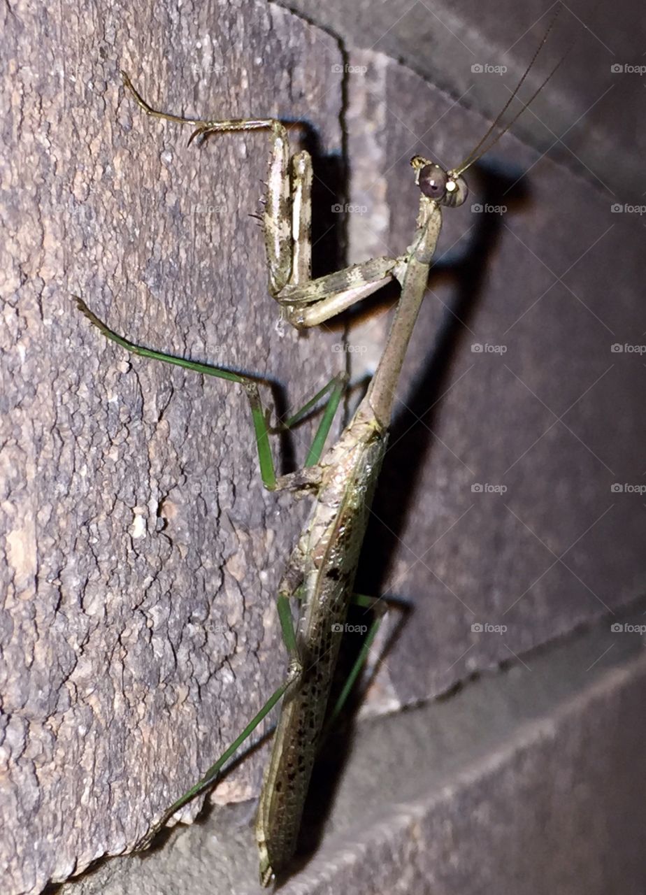 Praying Mantis . He was waiting for me by my front door 