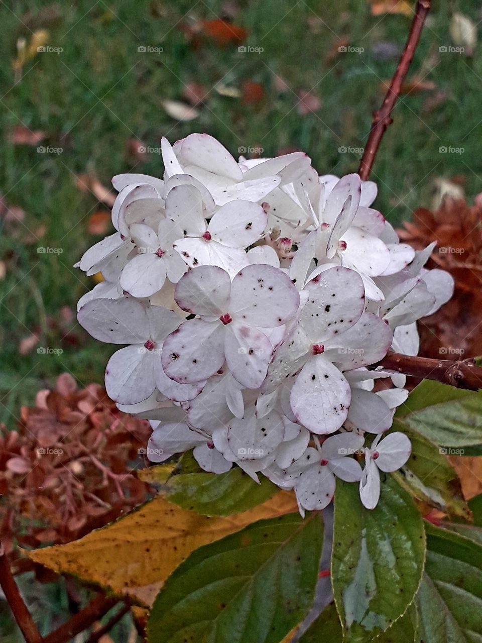 late coming white flowers of hydrangea in autumn surroundings