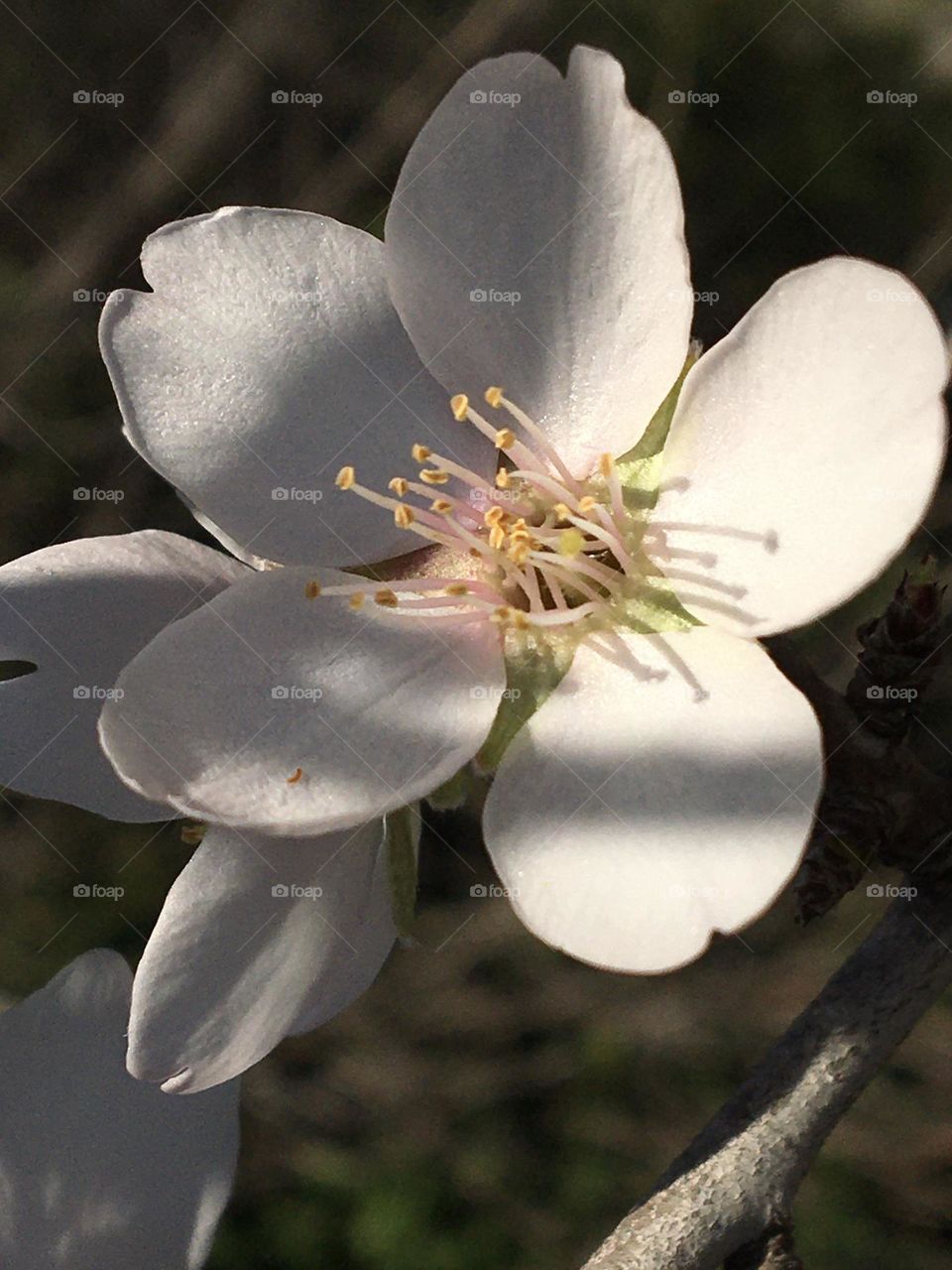 Gale of light on almond tree flower 