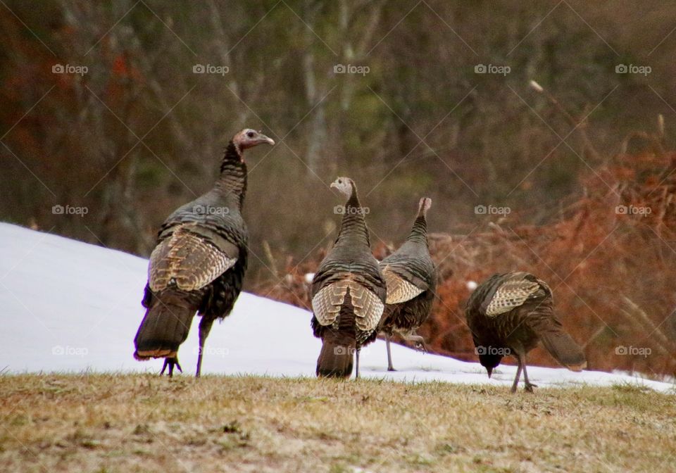 Early-morning of the family is on the hunt for food.