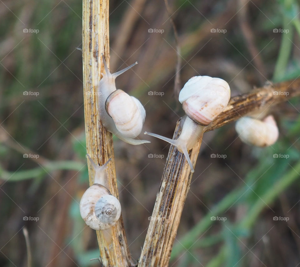 snails