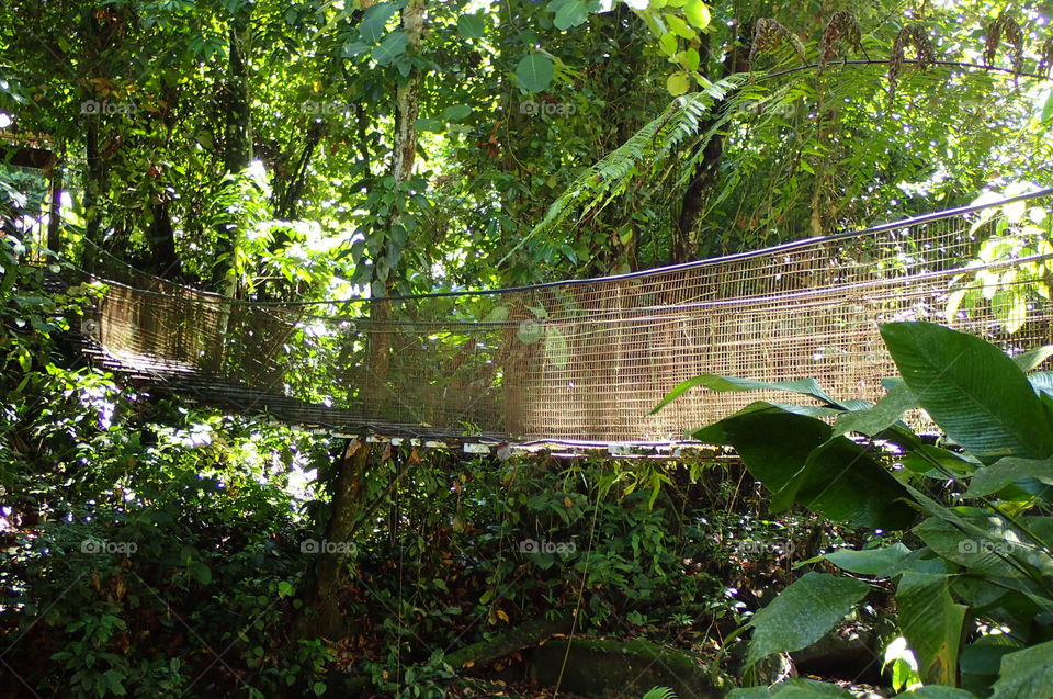 A bridge in forest