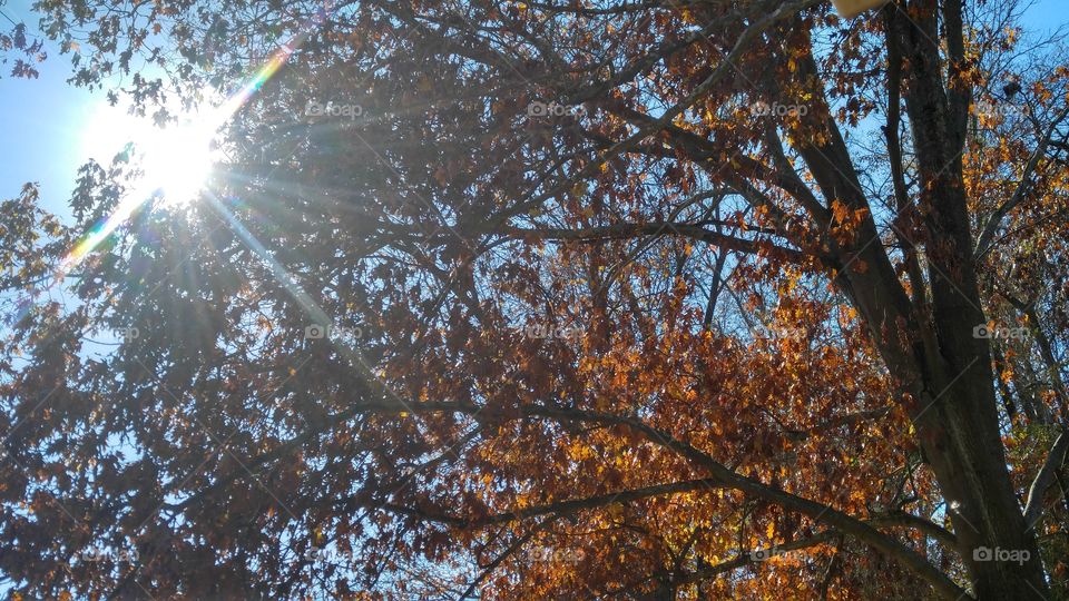 Fall and sun