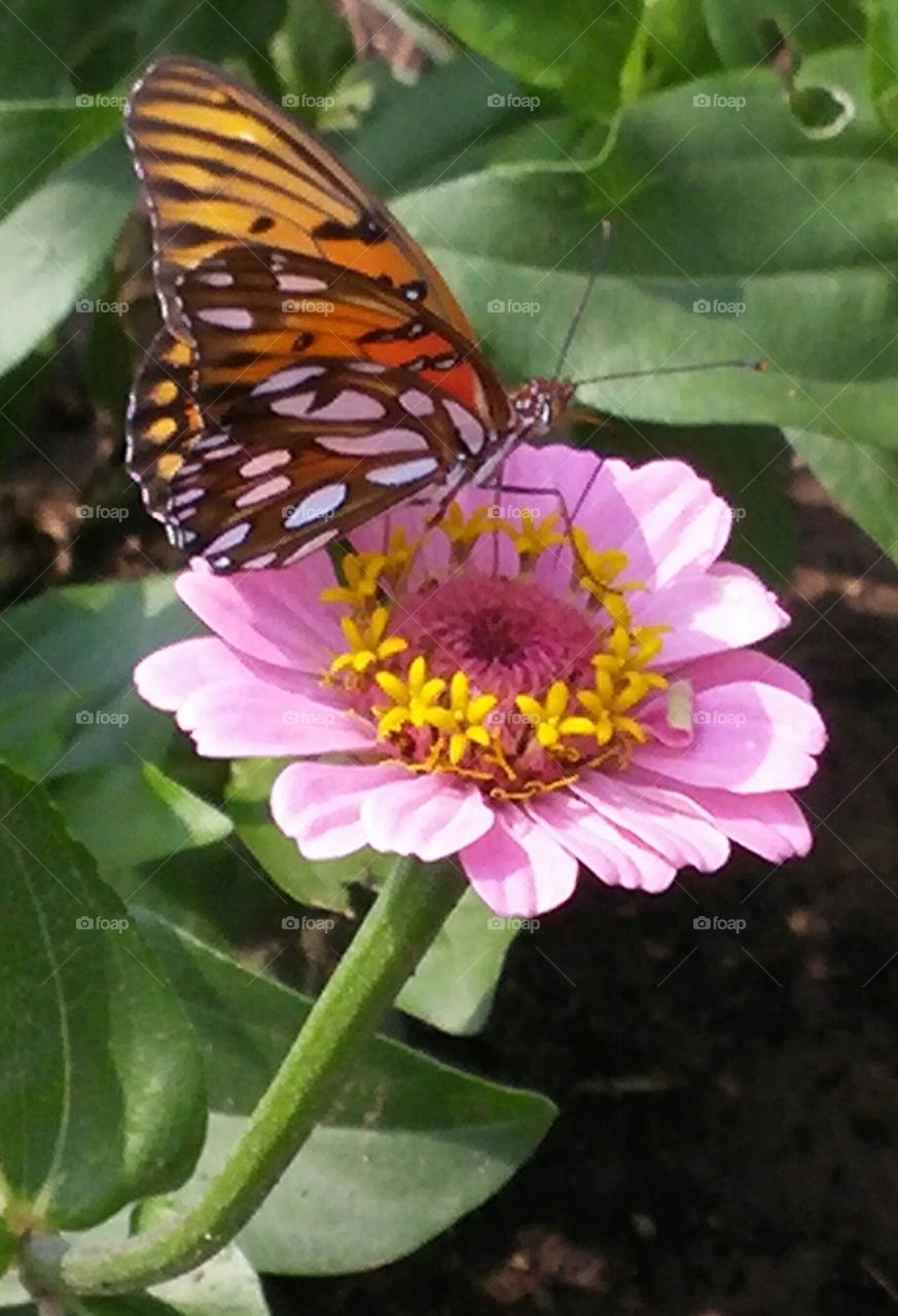 flutter by pink on orange. pretty butterfly I found on one of our flowers