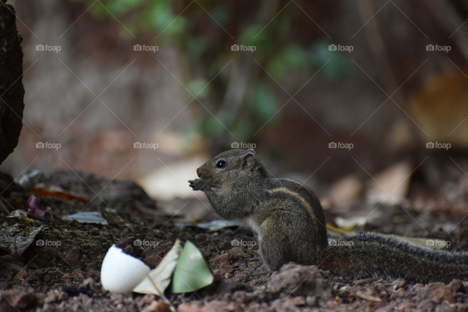 squirrel