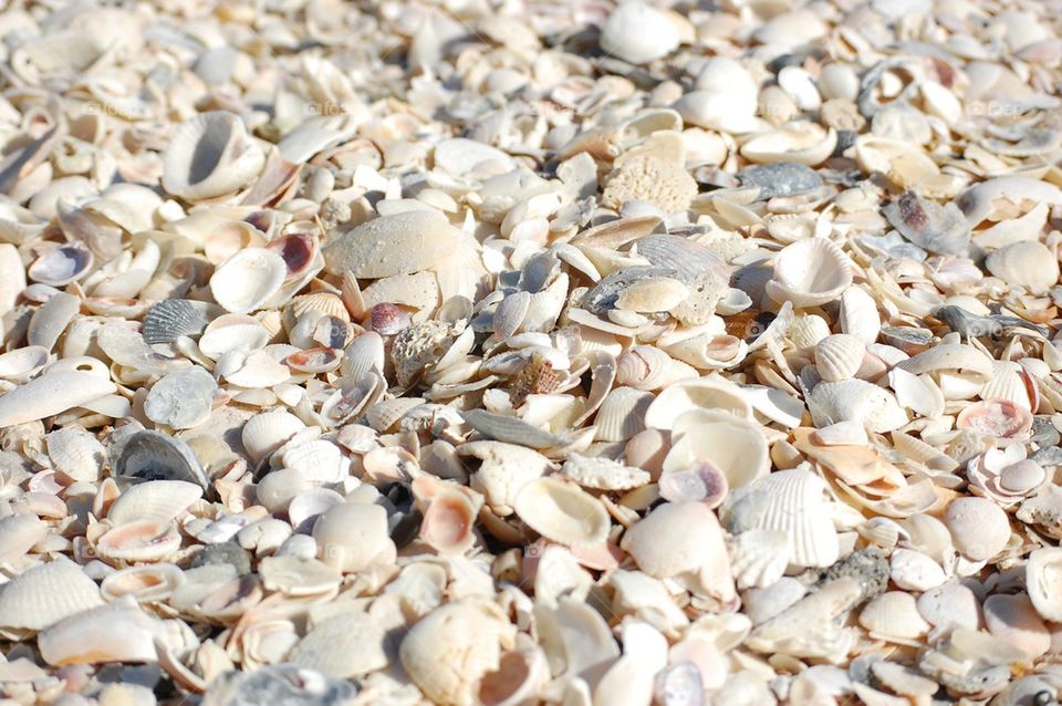 Shells shells shells