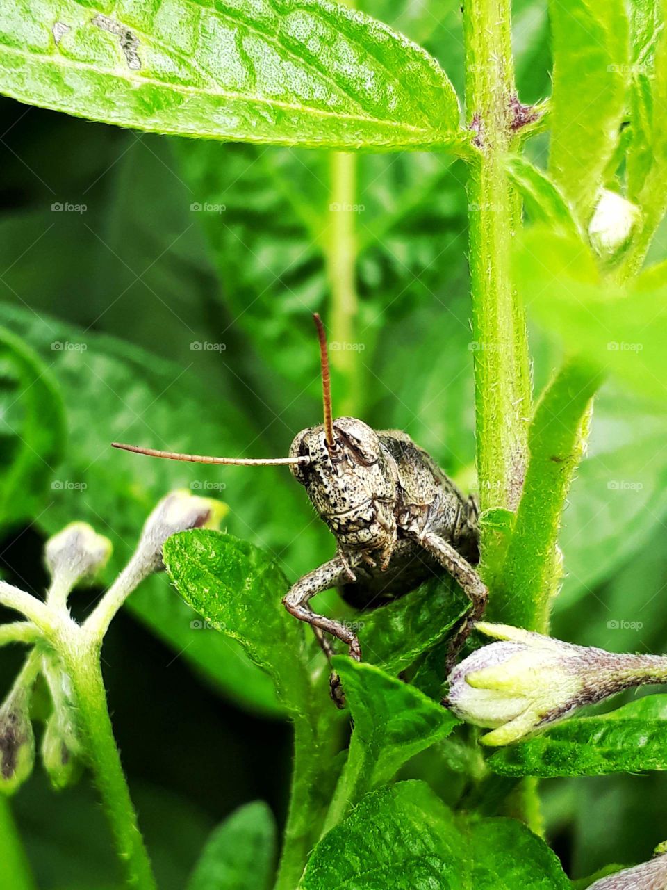 Insects and species of India