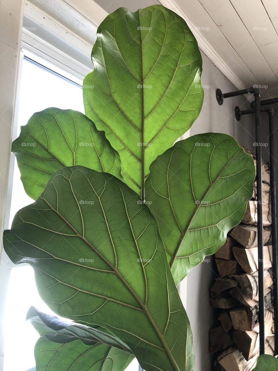 Fiddle Fig Leaf 