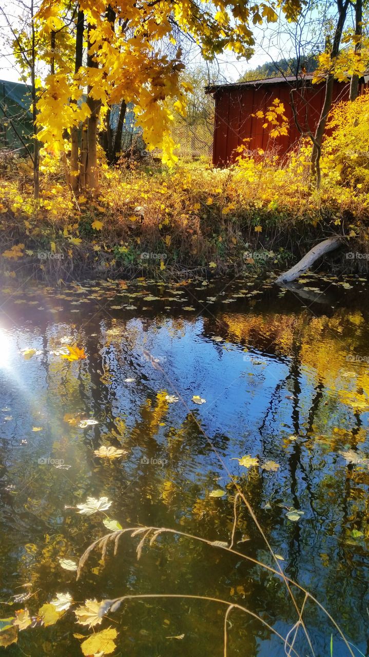 Autumn leaves falling from the trees,  Norway