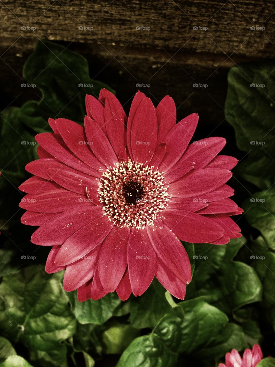 Gerber Daisy 