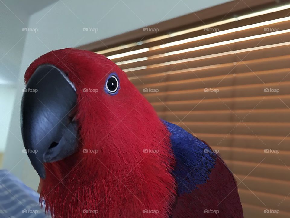 Sweet Red Parrot