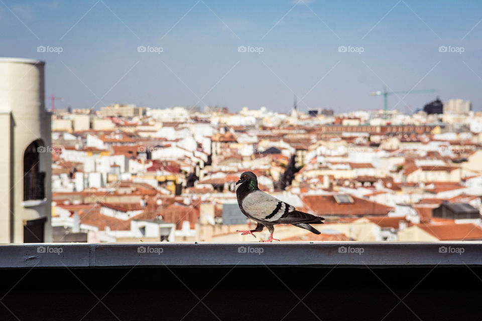 A marching dove