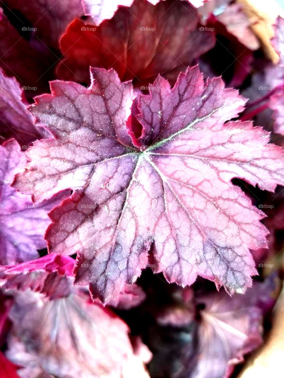 “Magenta represents universal love at its highest level. It promotes compassion, kindness & cooperation. It encourages a sense of self respect and contentment in those who use it.”