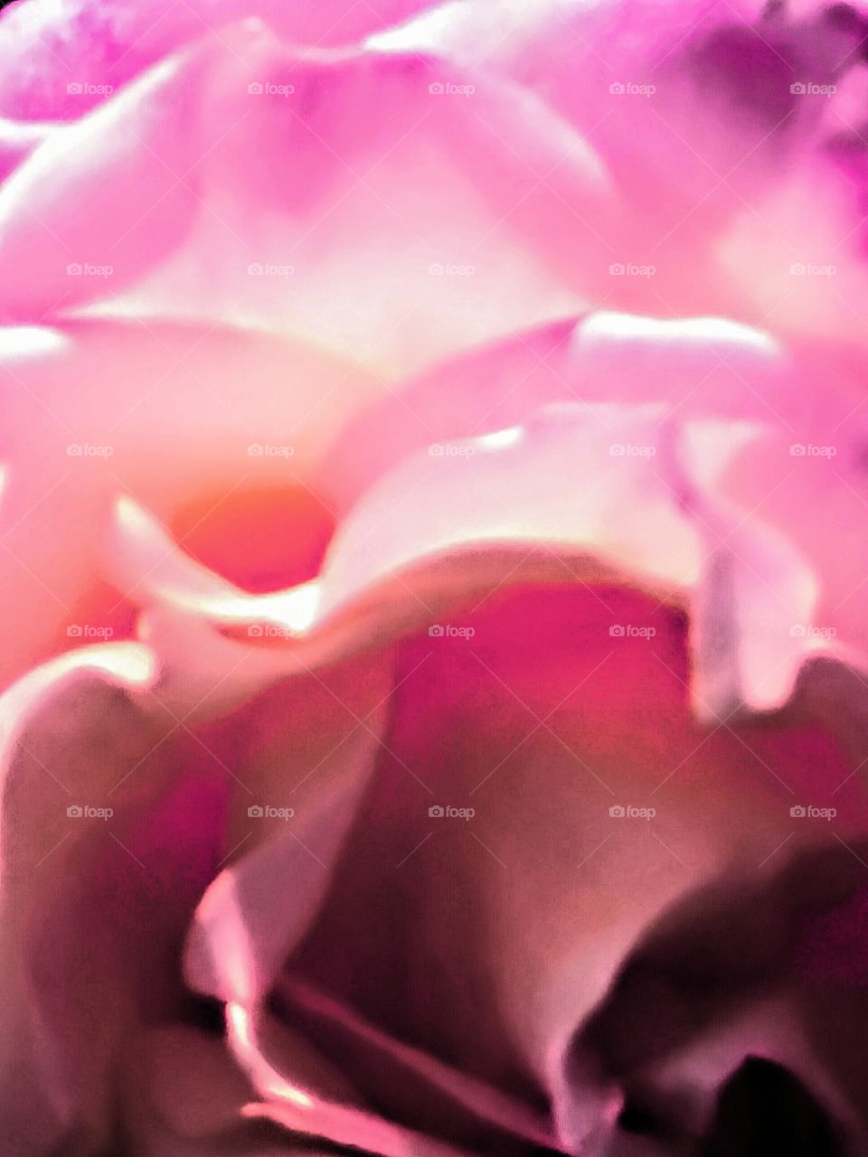 Macroshot of Pink Rose Petals