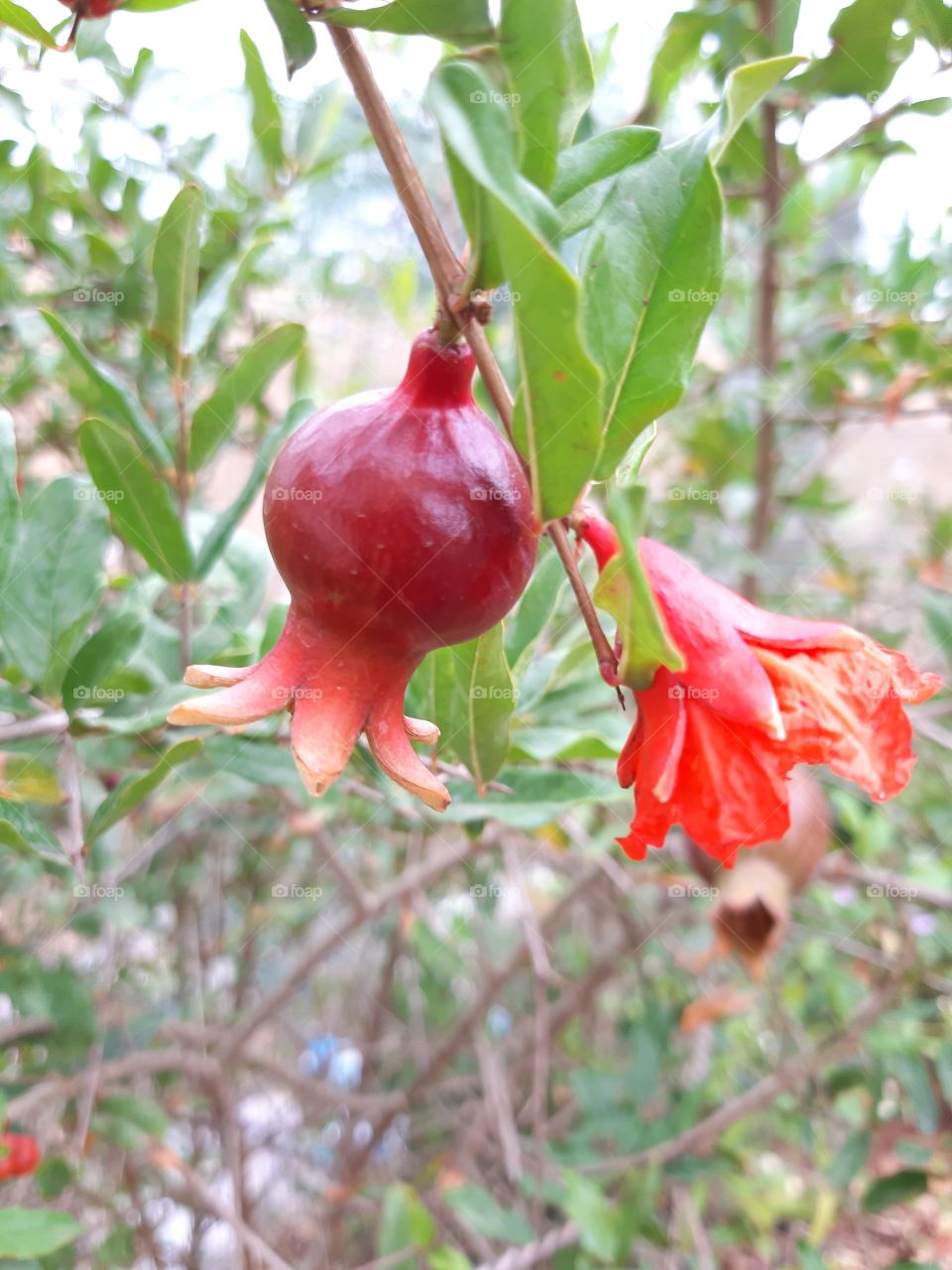 fruit