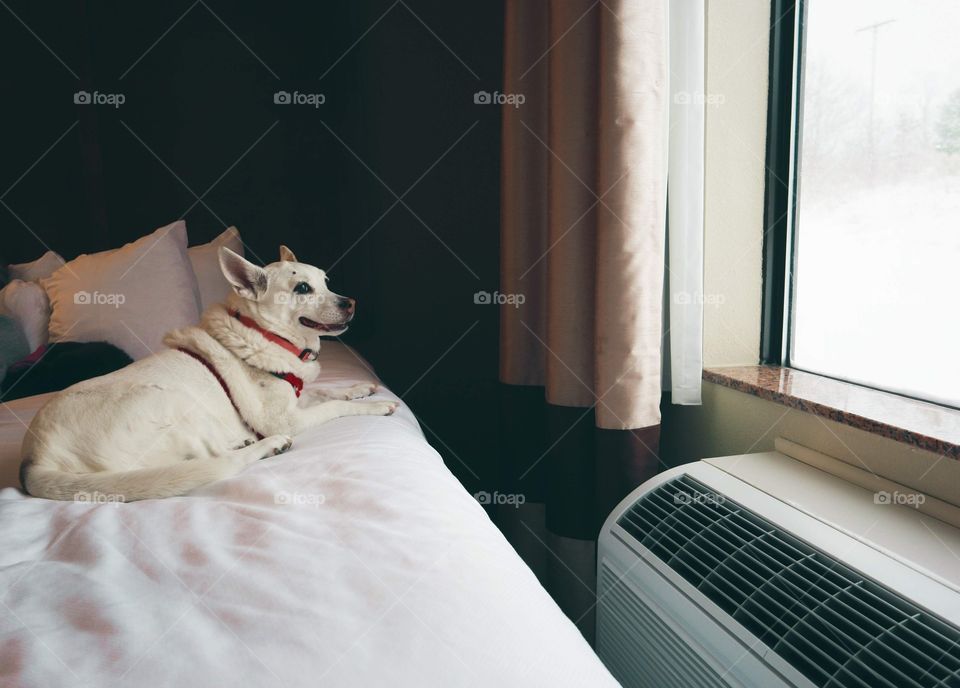 happy dog snowy window