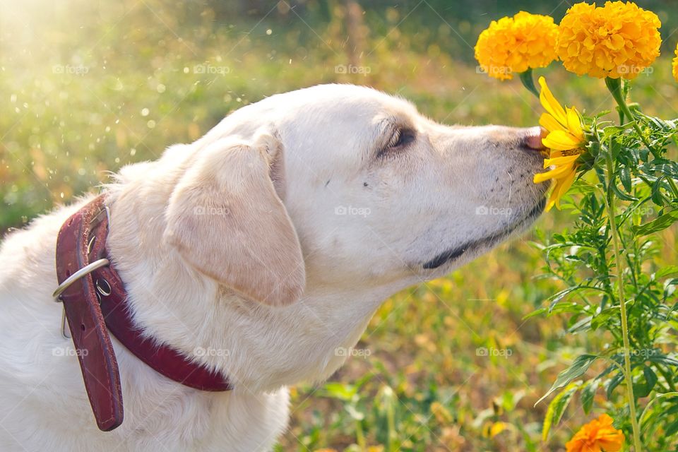 On a Sunny summer day, the Labrador enjoys the scent of flowers. Happy dog.