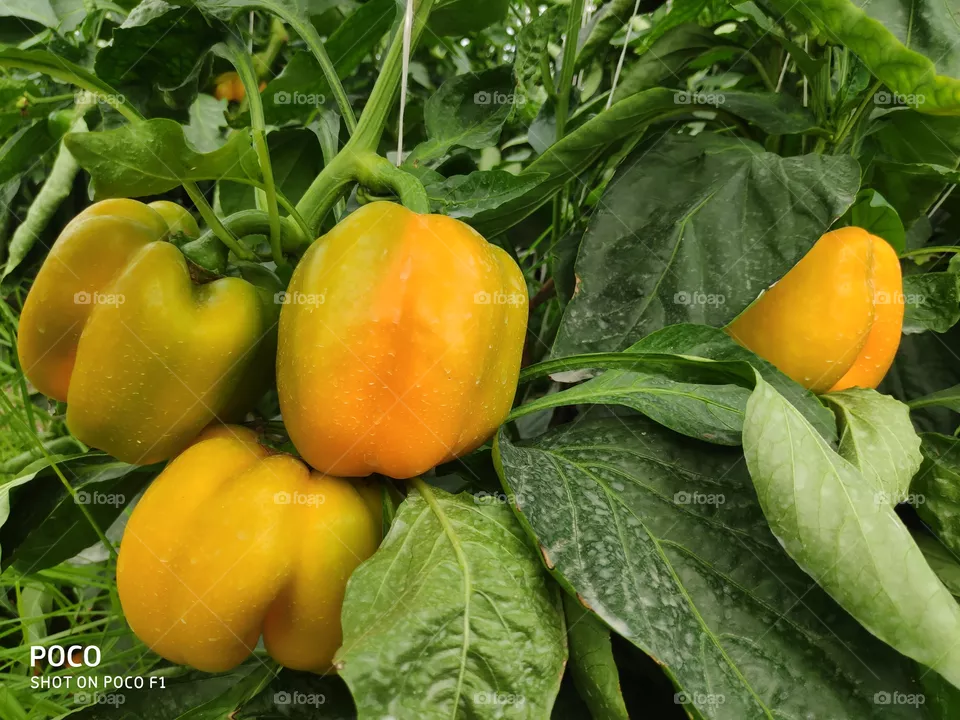 sweet pepper