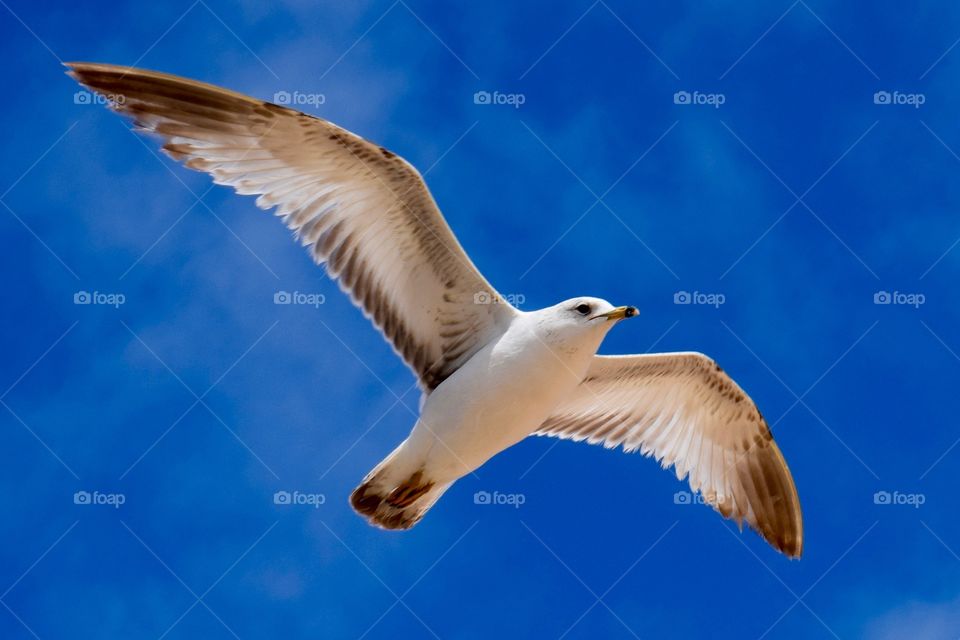 Lonely seagull in a blue sky