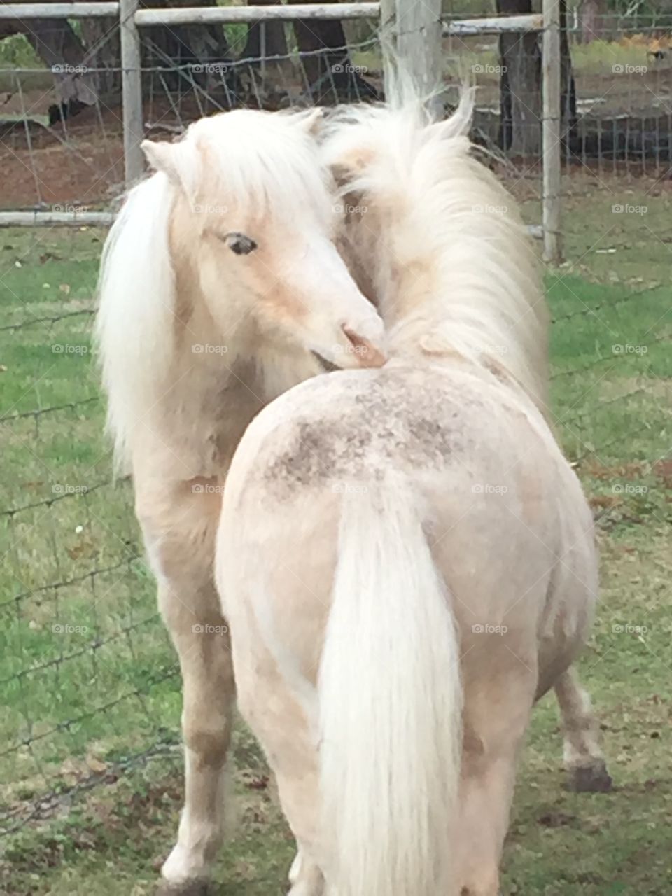 Two white ponies nuzzling each others necks.