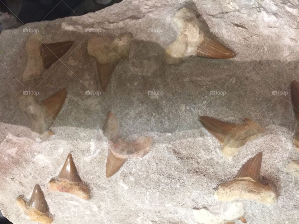 Fossilized Teeth