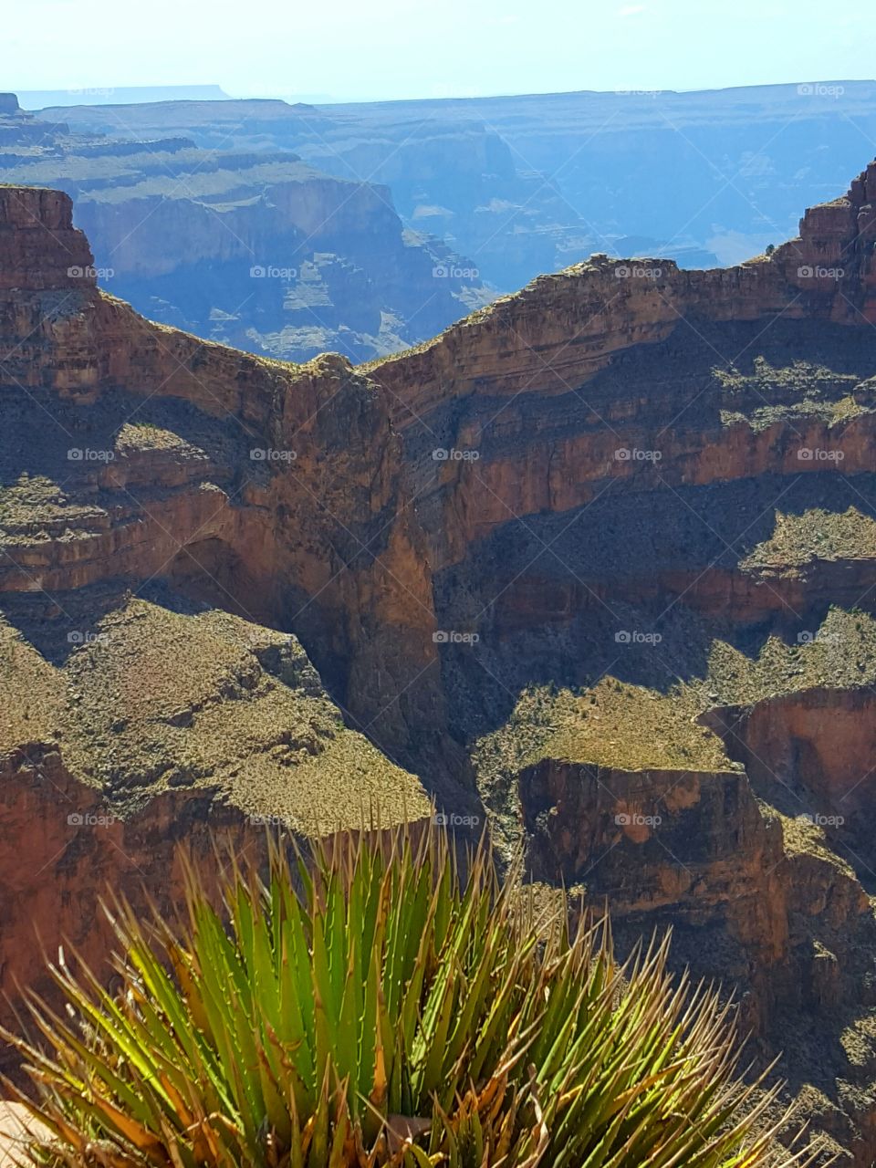 Close-up of plant in grand canyon