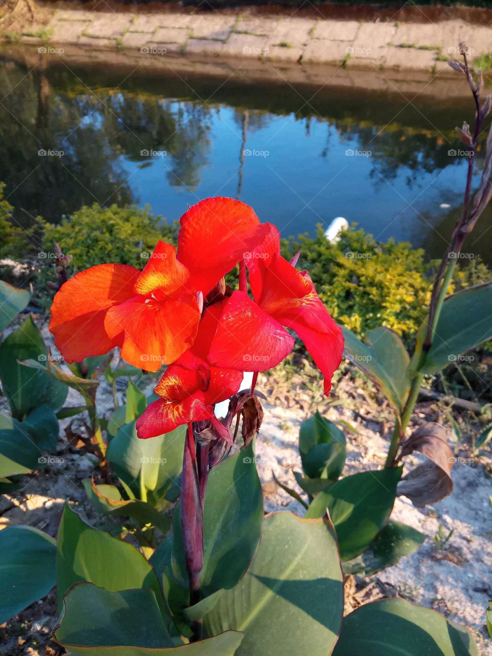 red flower