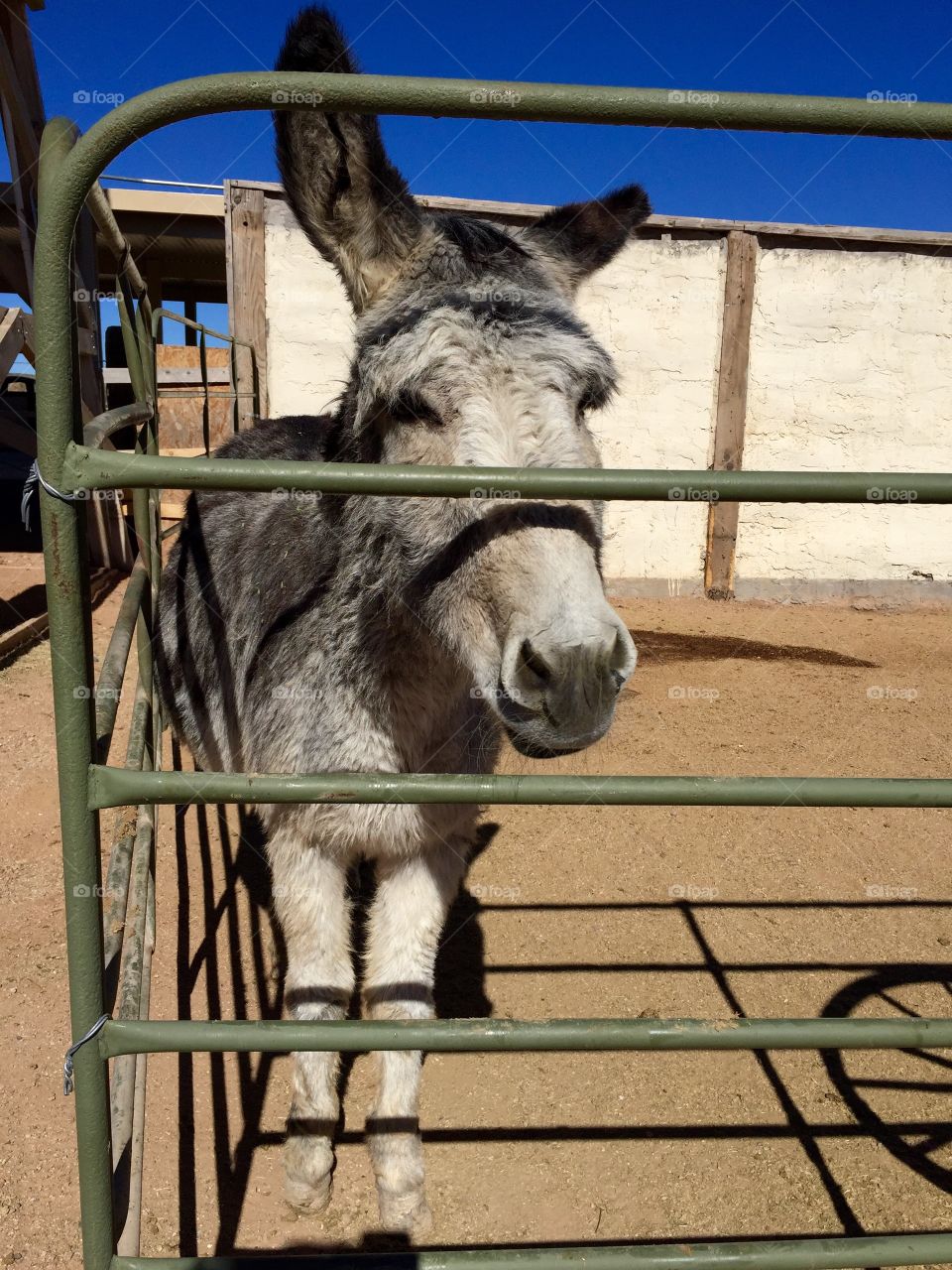 Close-up of donkey