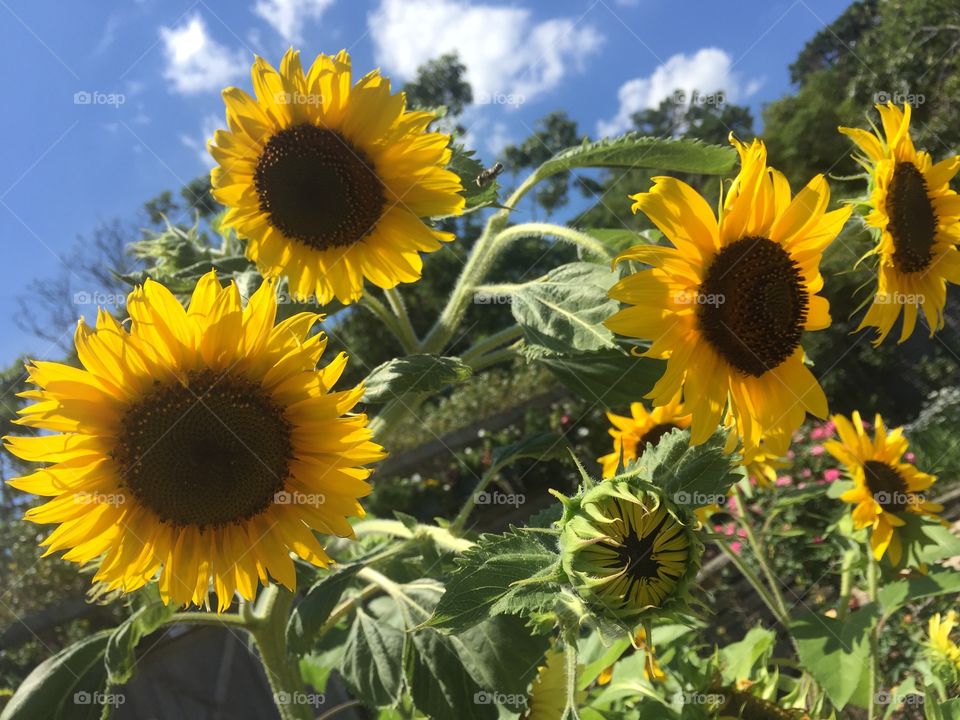 Sunflowers growing on plant