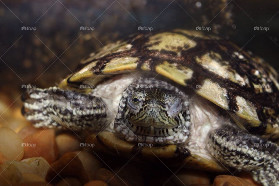 Turtle