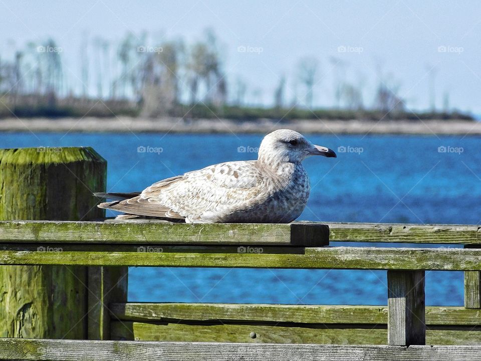 Seagull at Gulf Beach