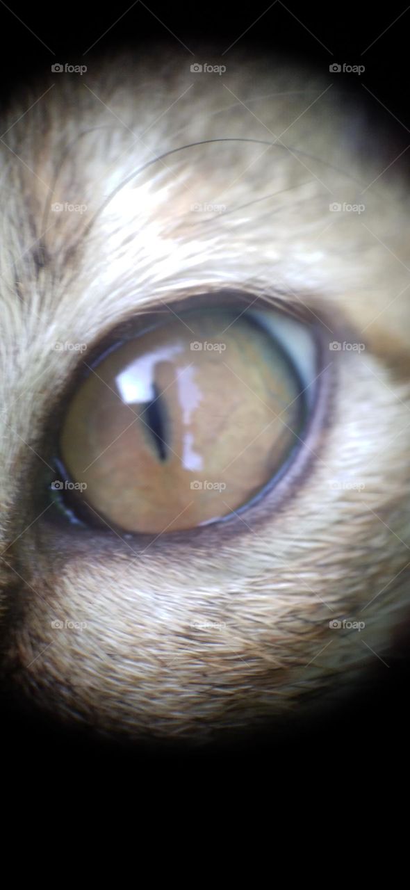 Cat eyes with a slightly yellow color